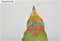 五色鳥藏品圖，第19張
